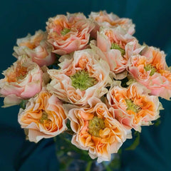 Copperfield Rose