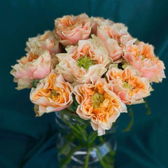 Copperfield Rose