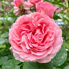 Corail Gelee Rose