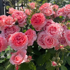 Corail Gelee Rose