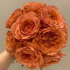 Coral X-Pression Rose