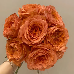 Coral X-Pression Rose