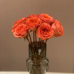 Coral X-Pression Rose