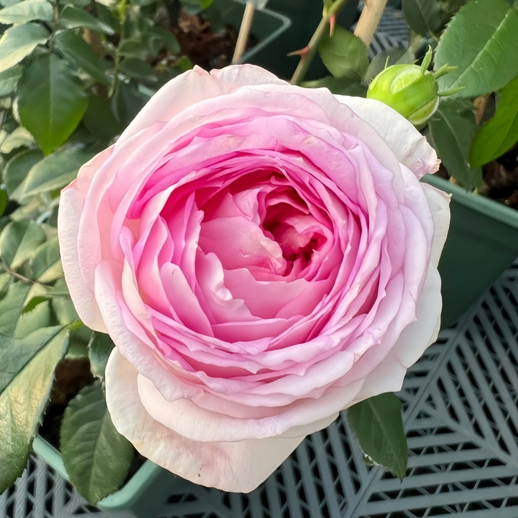 Couleur de l'amour Rose