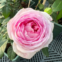 Couleur de l'amour Rose