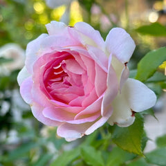 Couleur de l'amour Rose