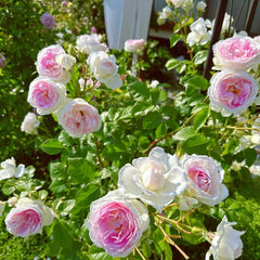 Couleur de l'amour Rose