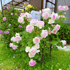 Couleur de l'amour Rose