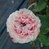 Country Candy Rose