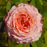 Country Spirit House Rose