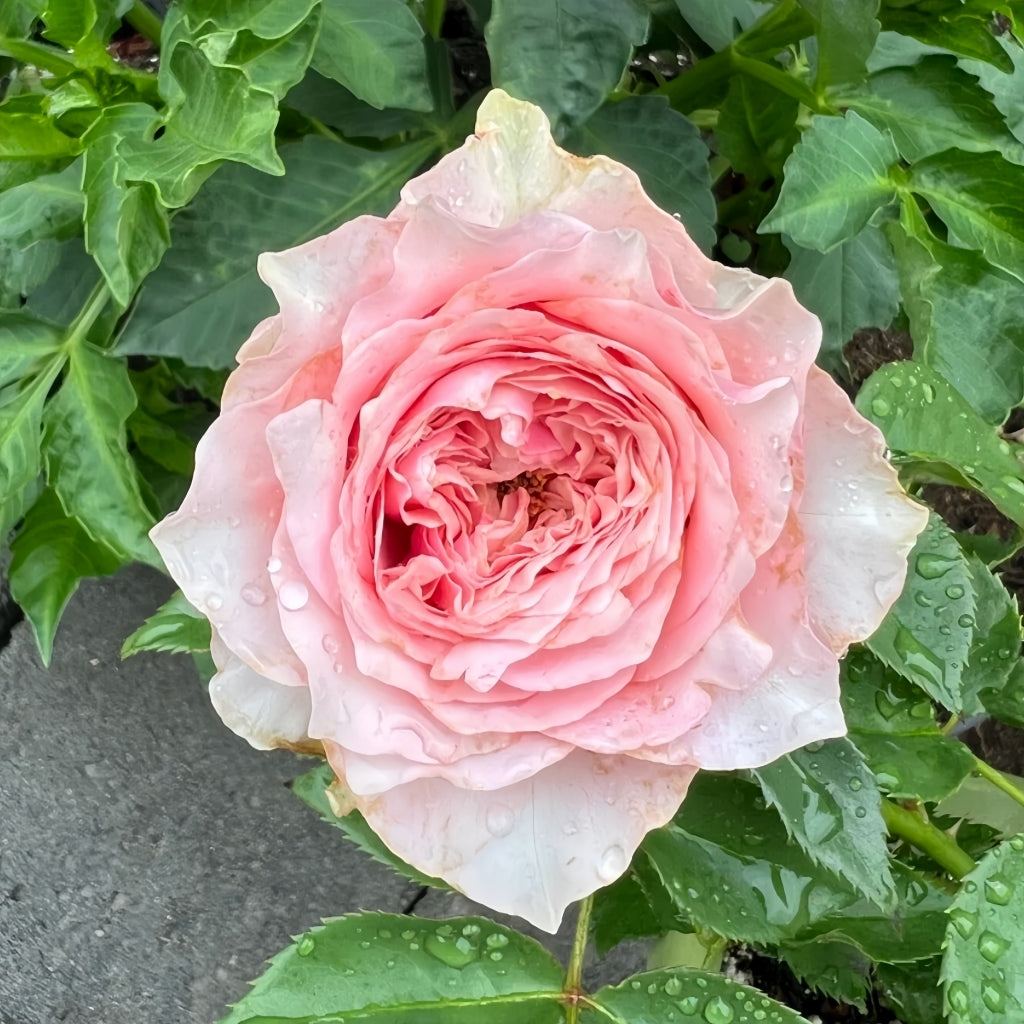 Country Spirit Peonia Rose