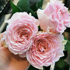 Country Spirit Peonia Rose