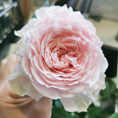 Country Spirit Peonia Rose