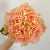 Country Spirit Secret Rose