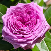 Country Spirit Song Rose