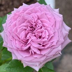Country Spirit Song Rose