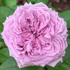 Country Spirit Song Rose
