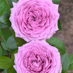 Country Spirit Song Rose