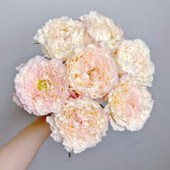 Cream Peach Rose