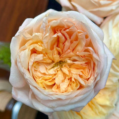 Cream X-Pression Rose