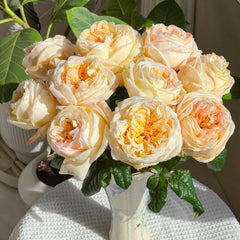 Cream X-Pression Rose