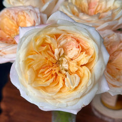 Cream X-Pression Rose