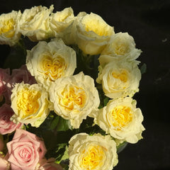 Creamy Kiss Rose