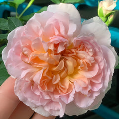 Cymbeline Rose