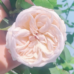 Cymbeline Rose