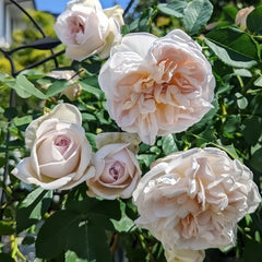 Cymbeline Rose