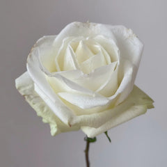 Da Bai Rose