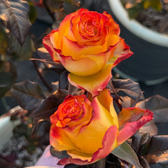 Dakar Rose