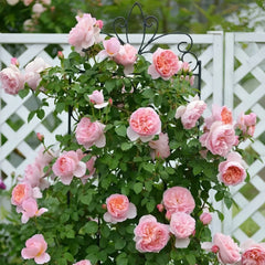 Dames de Chenonceau Rose