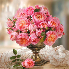Dames de Chenonceau Rose