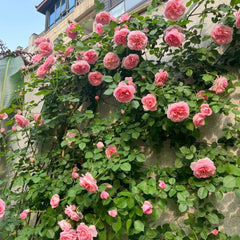 Dames de Chenonceau Rose