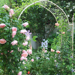 Dames de Chenonceau Rose