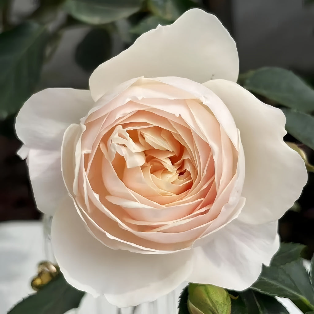 Desdemona Rose