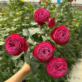 Dima Bombastic Rose