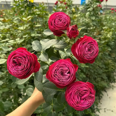 Dima Bombastic Rose