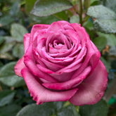 Dionysus Rose