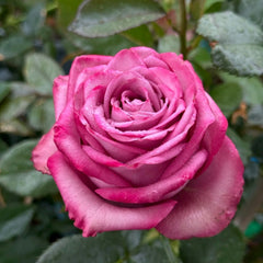 Dionysus Rose