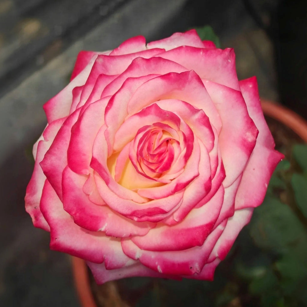 Discovery Rose