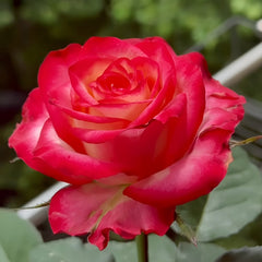 Discovery Rose