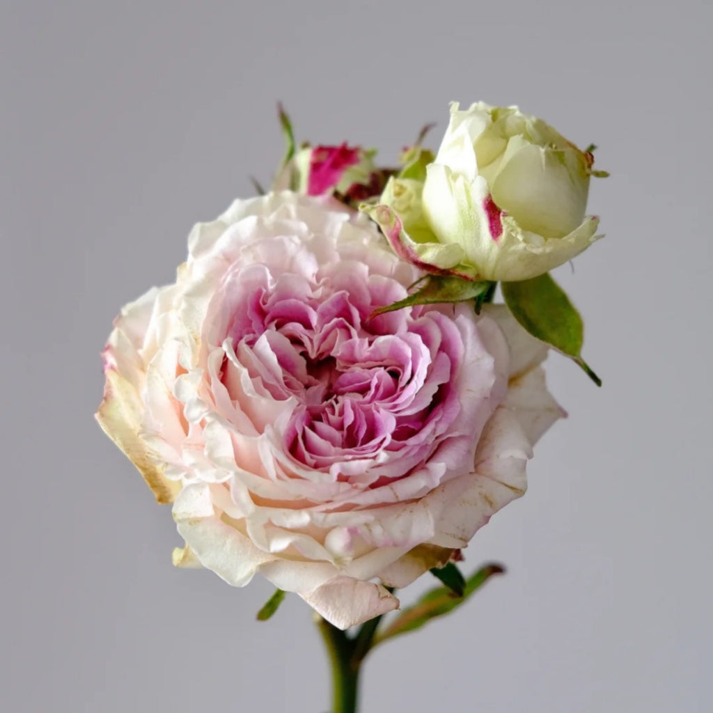 Dolce Summerhouse Rose