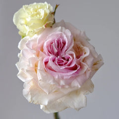 Dolce Summerhouse Rose