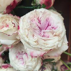 Dolce Summerhouse Rose