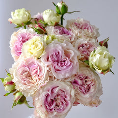 Dolce Summerhouse Rose