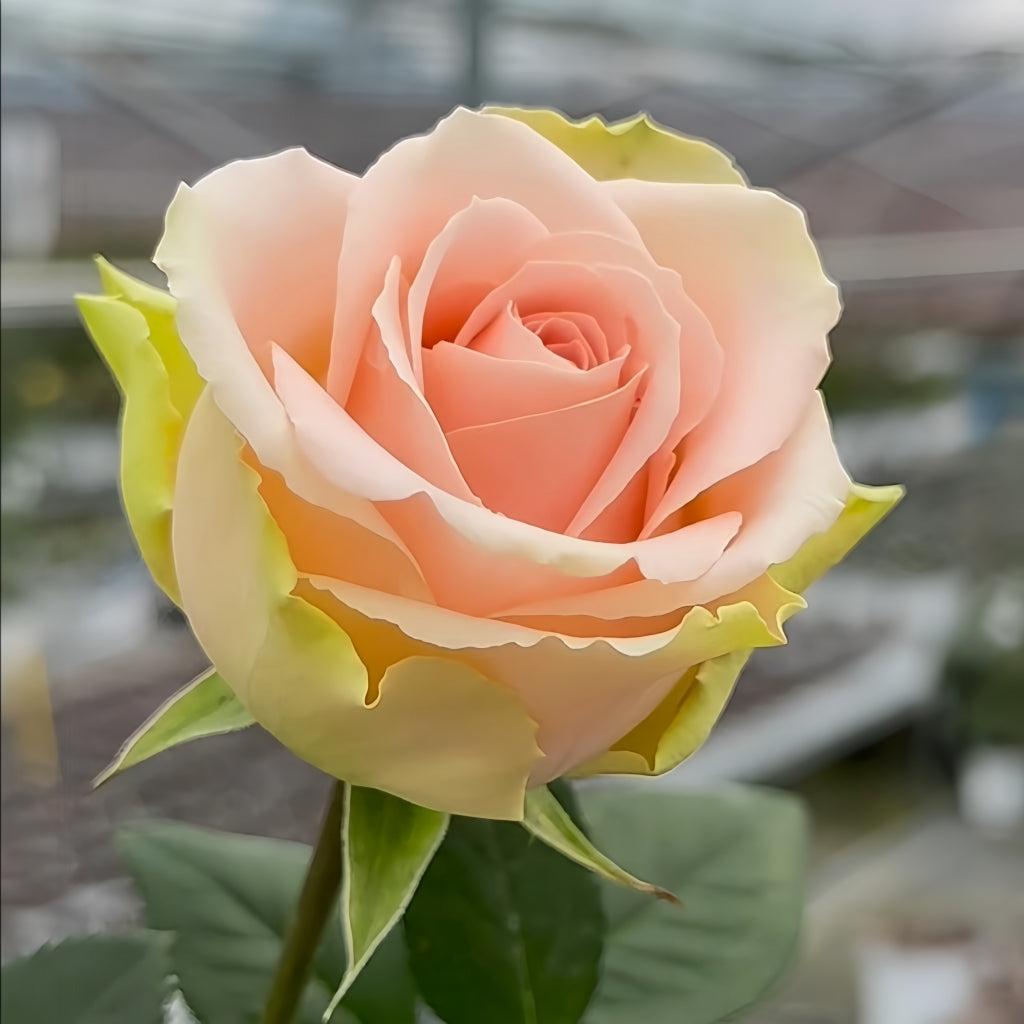 Doris Day Rose