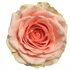 Doris Day Rose