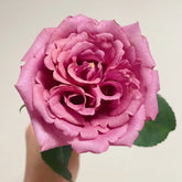 Drape Rose